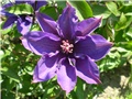 clematis